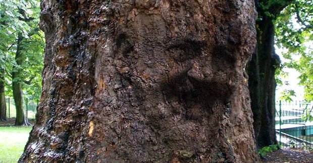 Rischio Xylella in Puglia: abbattuto l'ulivo col volto di Padre Pio - Lercio