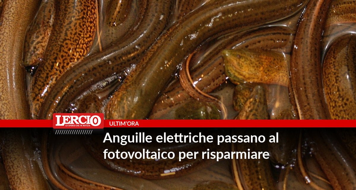 Anguille elettriche passano al fotovoltaico per risparmiare - Lercio