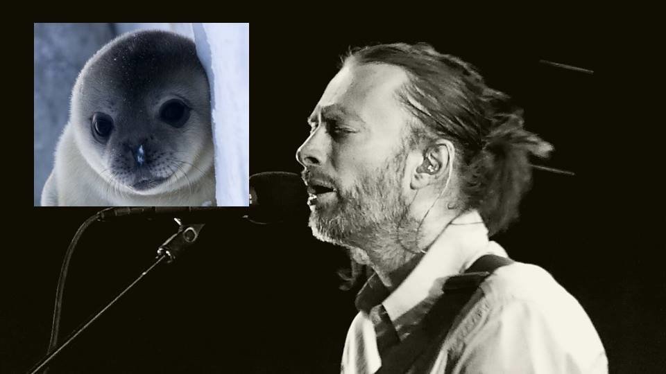 Fan dei Radiohead minaccia di uccidere una foca se Thom Yorke non annuncerà il nuovo album - Lercio