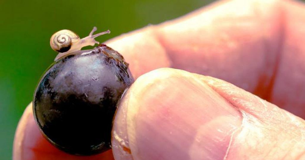 Veterinario obiettore rifiuta di curare lumachina: "Non aiuto figli di coppie ermafrodite" - Lercio