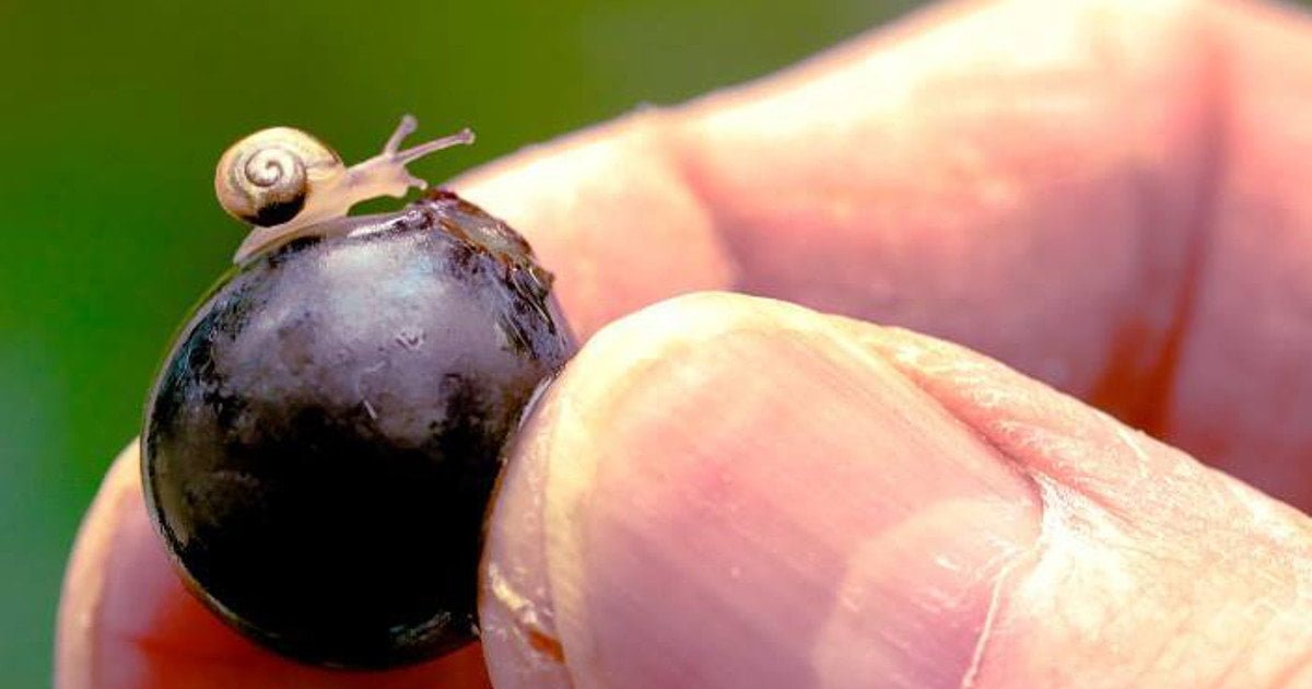 Veterinario obiettore rifiuta di curare lumachina: "Non aiuto figli di coppie ermafrodite" - Lercio