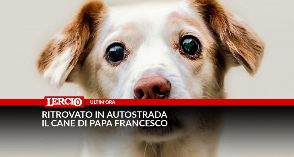 Ritrovato in autostrada il cane di Papa Francesco - Lercio