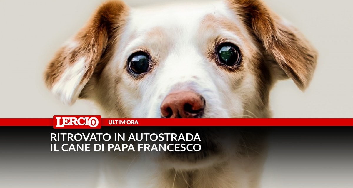 Ritrovato in autostrada il cane di Papa Francesco - Lercio