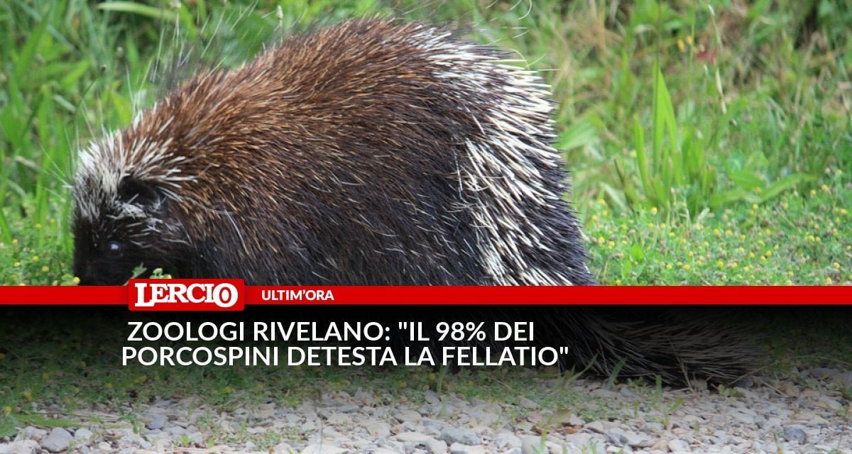 Zoologi rivelano: "Il 98% dei porcospini detesta la fellatio" - Lercio