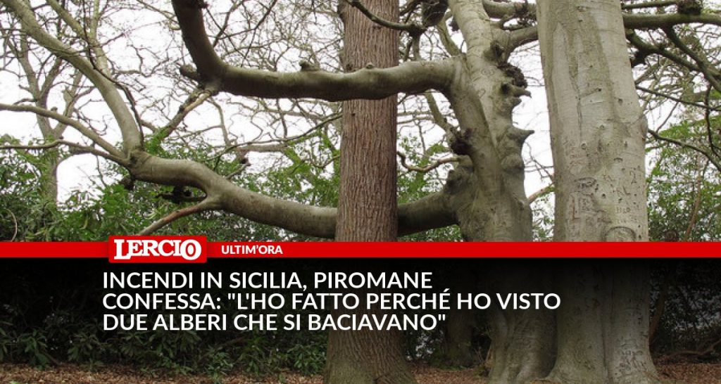 Incendi in Sicilia, piromane confessa: "L'ho fatto perché ho visto due alberi che si baciavano" - Lercio