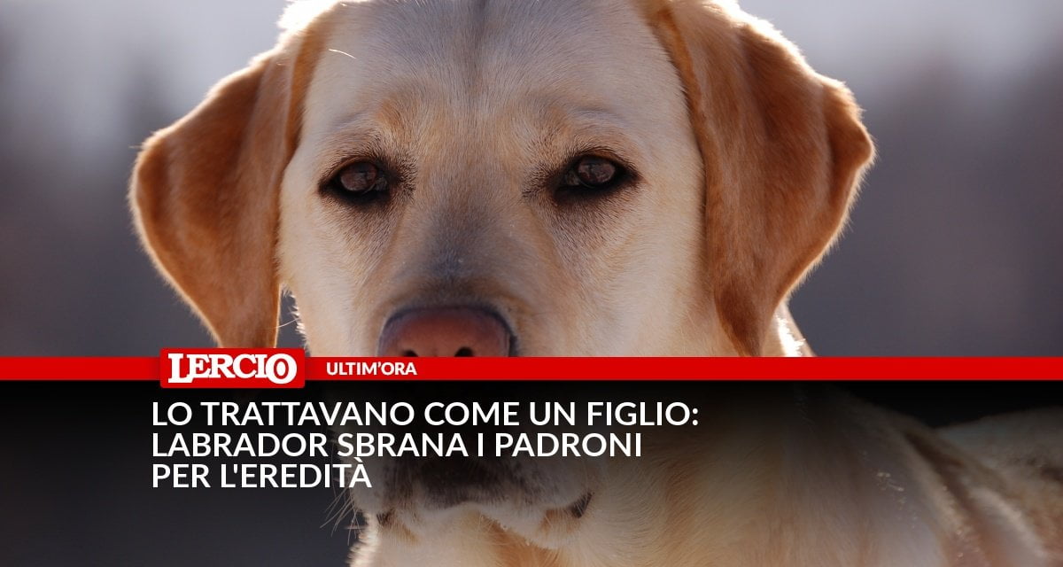 Lo trattavano come un figlio: labrador sbrana i padroni per l'eredità - Lercio
