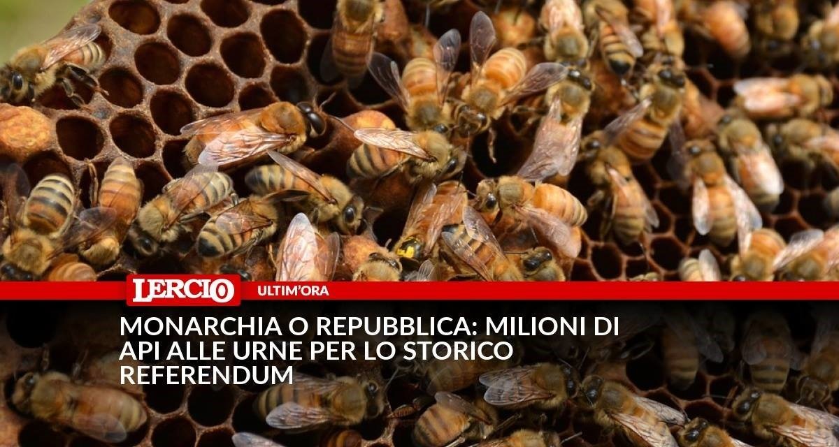 Monarchia o Repubblica: api alle urne per lo storico referendum - Lercio