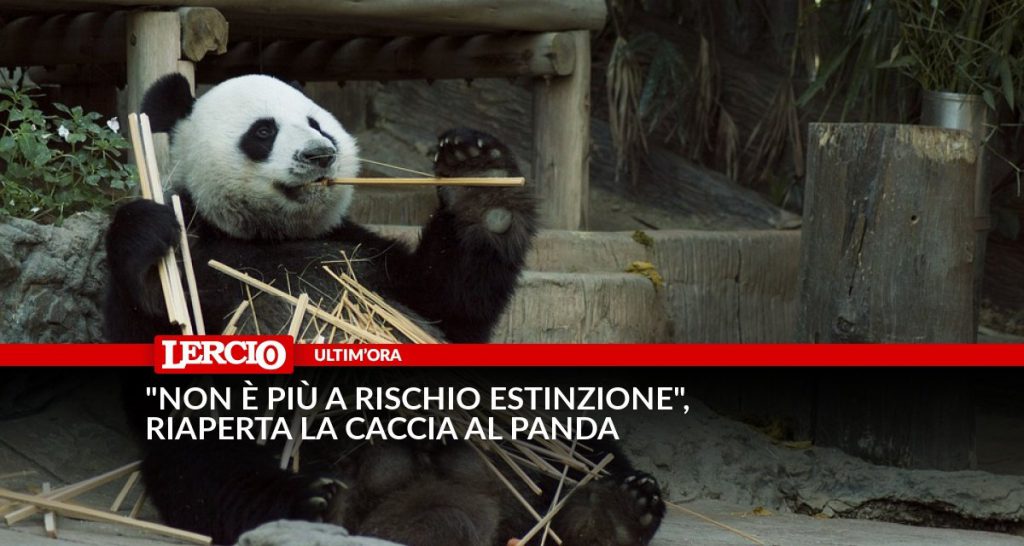 "Non è più a rischio estinzione", riaperta la caccia al panda - Lercio