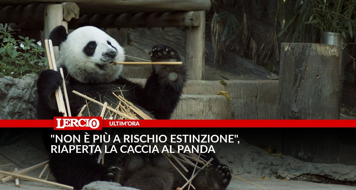 "Non è più a rischio estinzione", riaperta la caccia al panda - Lercio