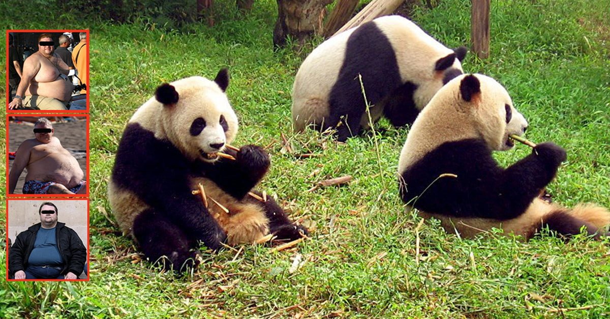 Scandalo in uno zoo cinese: obesi con le occhiaie spacciati per panda - Lercio