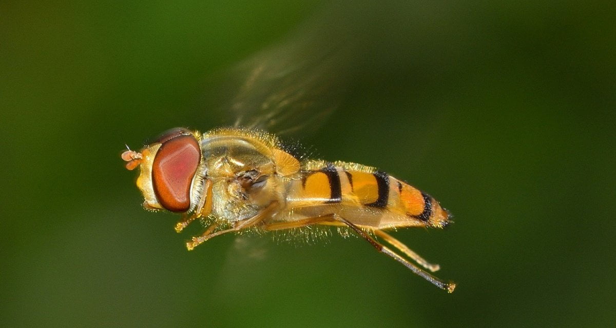 Evoluzione: gli insetti impiegheranno altri 5000 anni per capire di volare più alti del parabrezza - Lercio