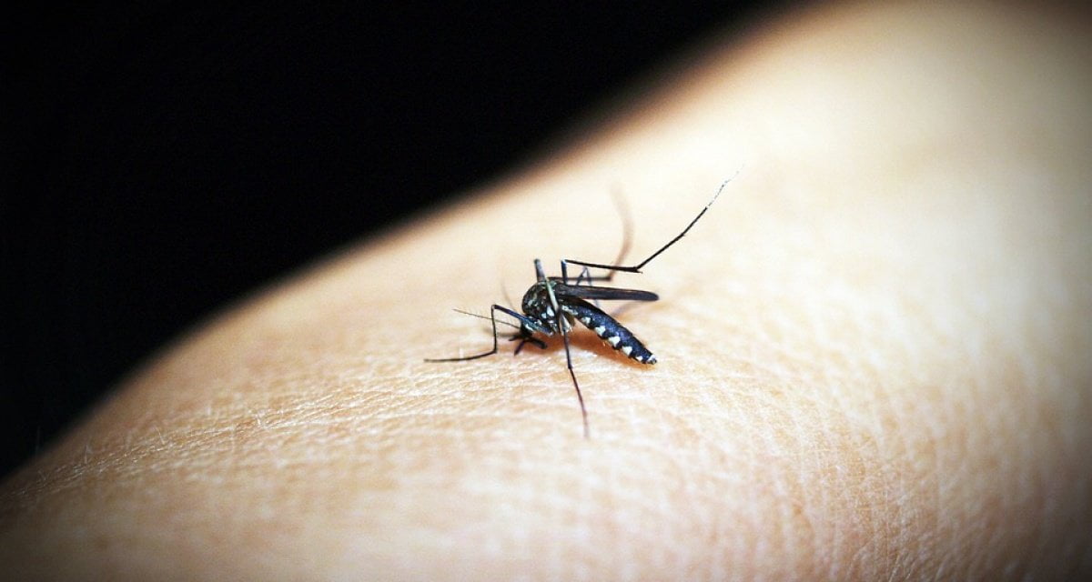 Malato di aids contagia volontariamente 140 zanzare - Lercio