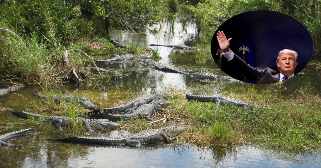 Trump annuncia la sua prima mossa da presidente: “Bonificherò le paludi della Florida” - Lercio
