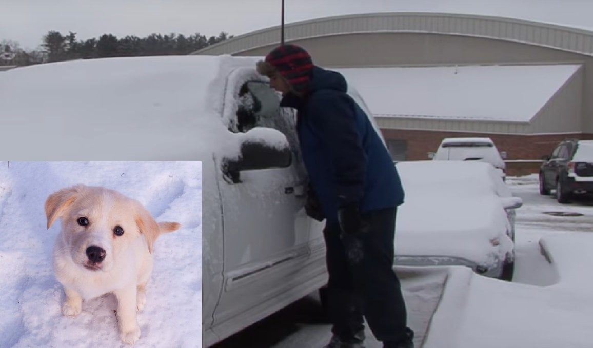 Cane chiuso in auto, passanti rompono il vetro per salvarlo e lo fanno morire assiderato - Lercio