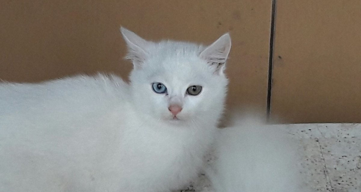 Dormiva solo 14 ore al giorno: curato il primo gatto che soffriva d'insonnia - Lercio