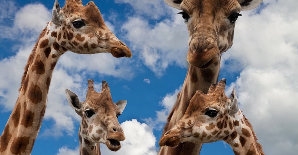 Scienza, le giraffe sanno parlare ma non le sentiamo perché hanno la voce bassa - Lercio