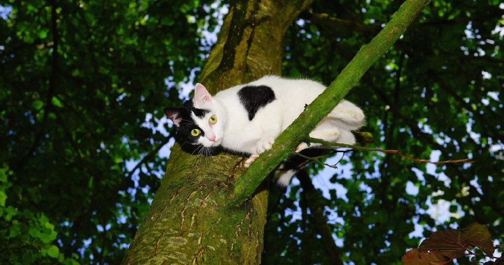 Zoologia: i gatti fingono di non saper scendere dagli alberi per attirare l'attenzione dei pompieri - Lercio