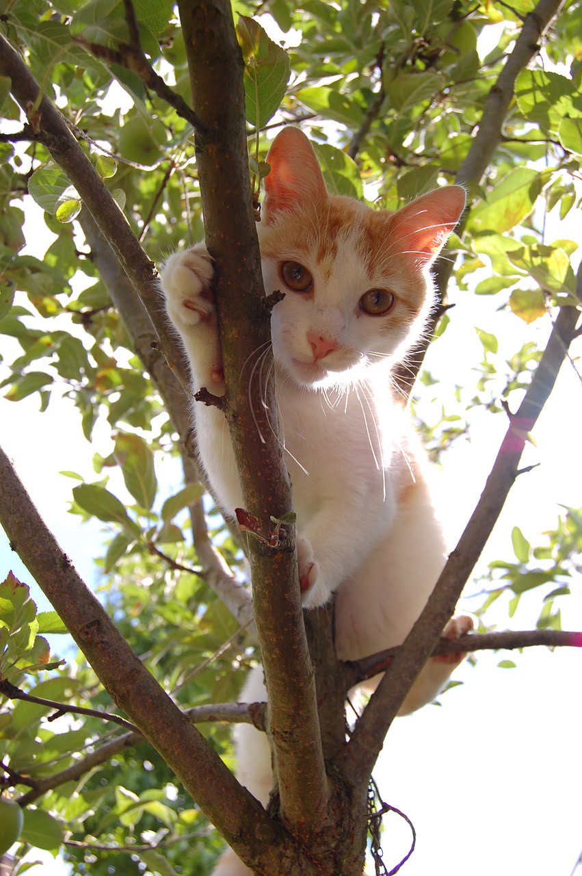Un albero di Gatto