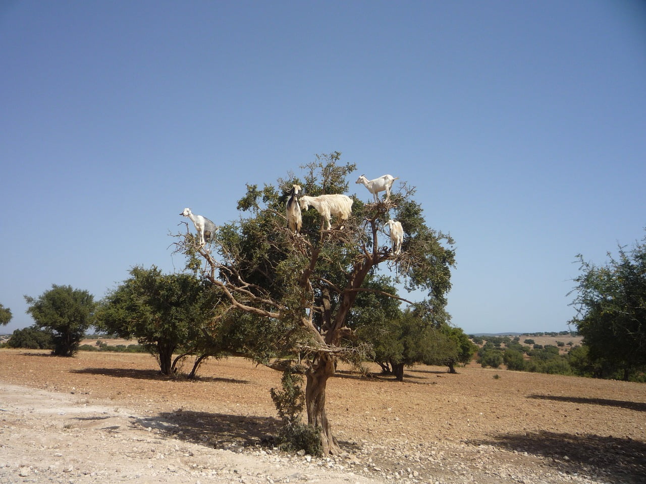 Nella foto: un albero di Capro