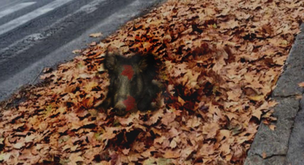 Roma. Il Comune copre le buche con del fogliame e le usa come trappole per i cinghiali - Lercio