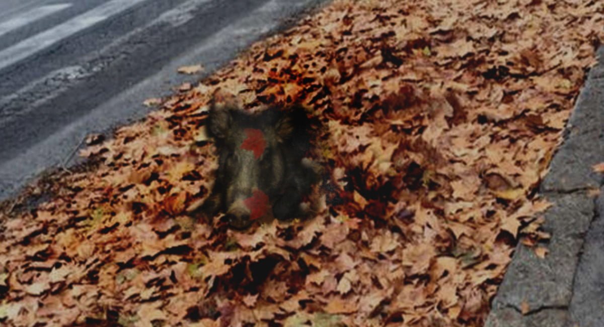 Roma. Il Comune copre le buche con del fogliame e le usa come trappole per i cinghiali - Lercio