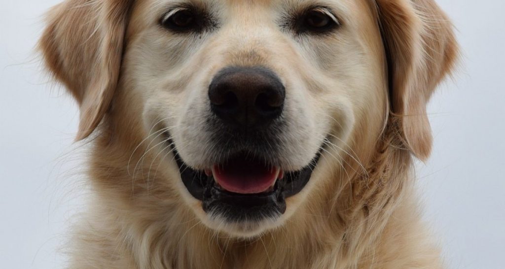 Lancia una pallina a un raduno di Golden Retriever, uomo accusato di tentata strage - Lercio