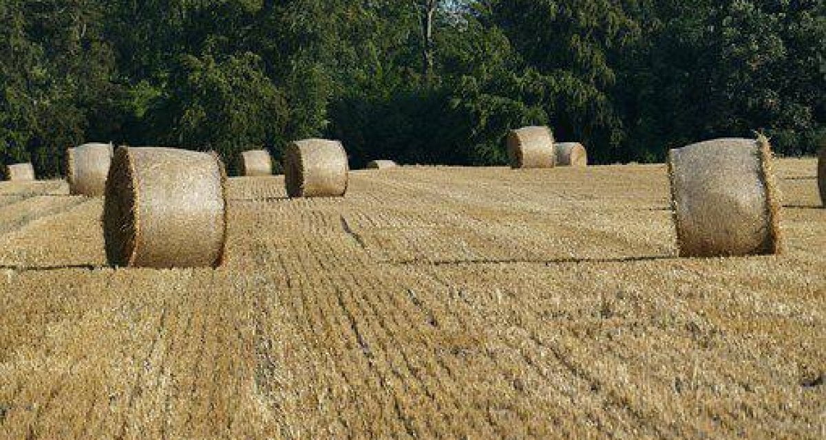 Natura: le balle di fieno amano starsene per i cazzi loro - Lercio