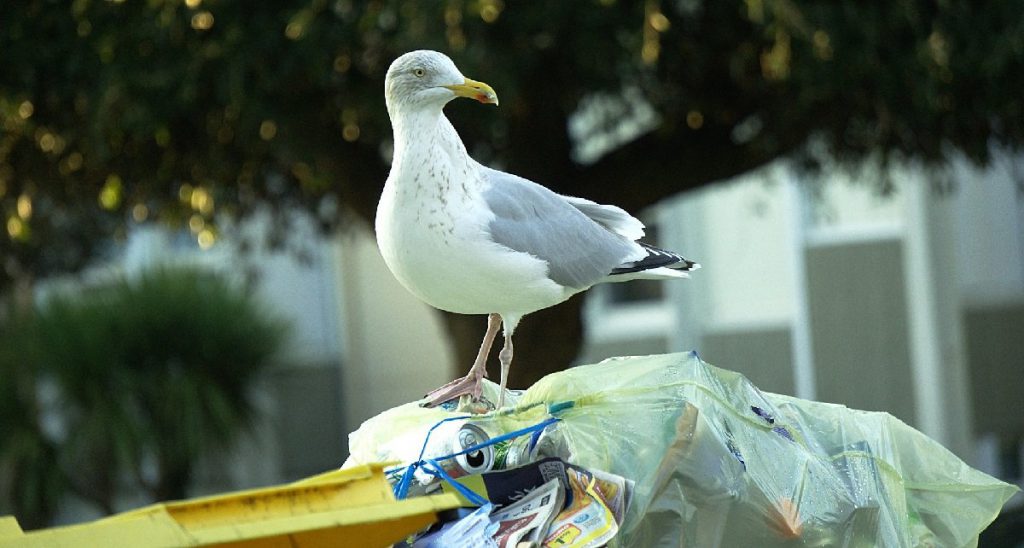 Emergenza rifiuti a Roma, la giunta Raggi assume altri 7000 gabbiani - Lercio