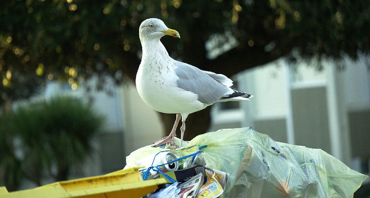 Emergenza rifiuti a Roma, la giunta Raggi assume altri 7000 gabbiani - Lercio