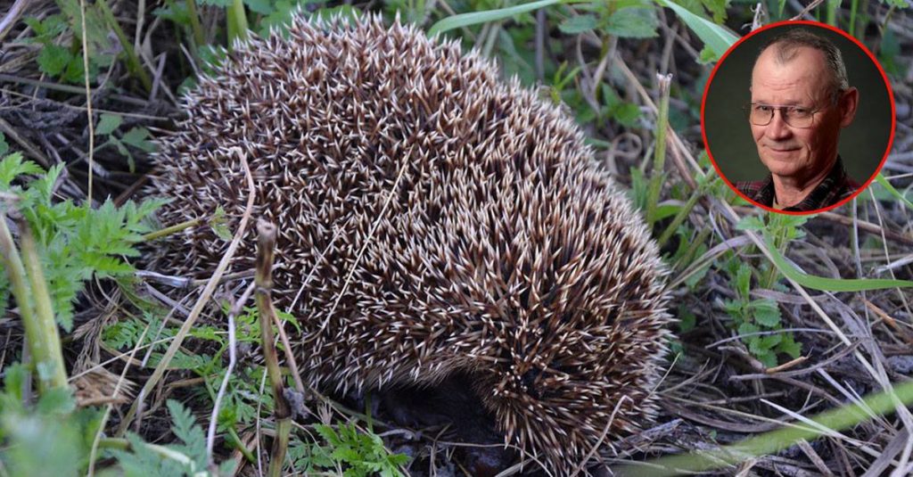 "Guardate da dove escono le castagne". Nonno calpesta mamma riccio davanti ai nipotini - Lercio