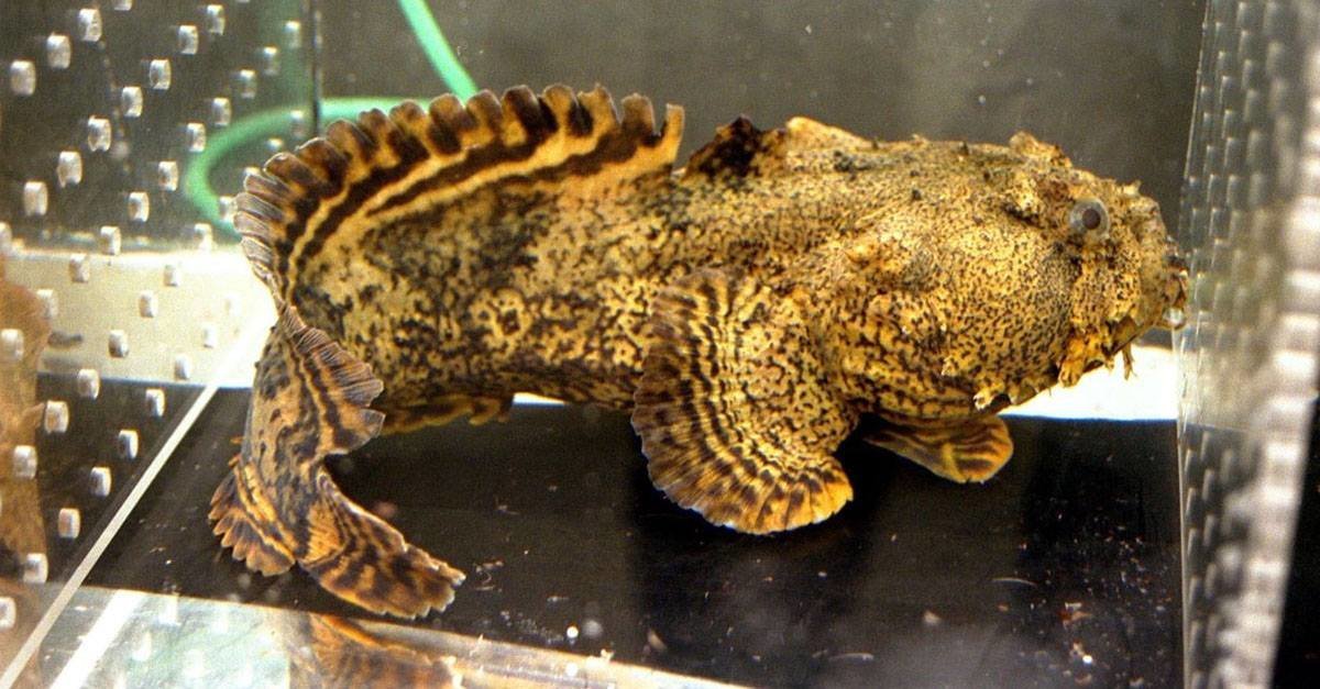 OGM. Creato il primo pesce che puzza dalla coda - Lercio