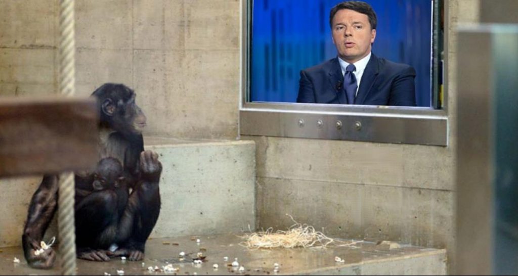 Stampa rivela: “Usate scimmie per testare il programma del PD” - Lercio