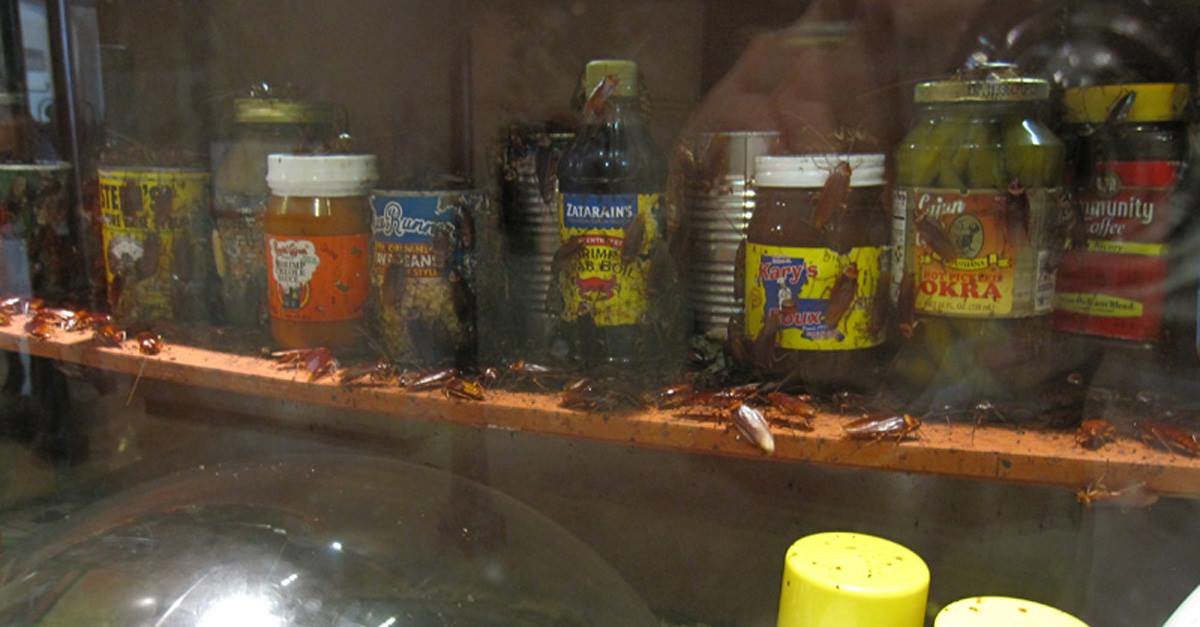 UK, svolta igienista: introdotto un tetto massimo agli scarafaggi in cucina - Lercio