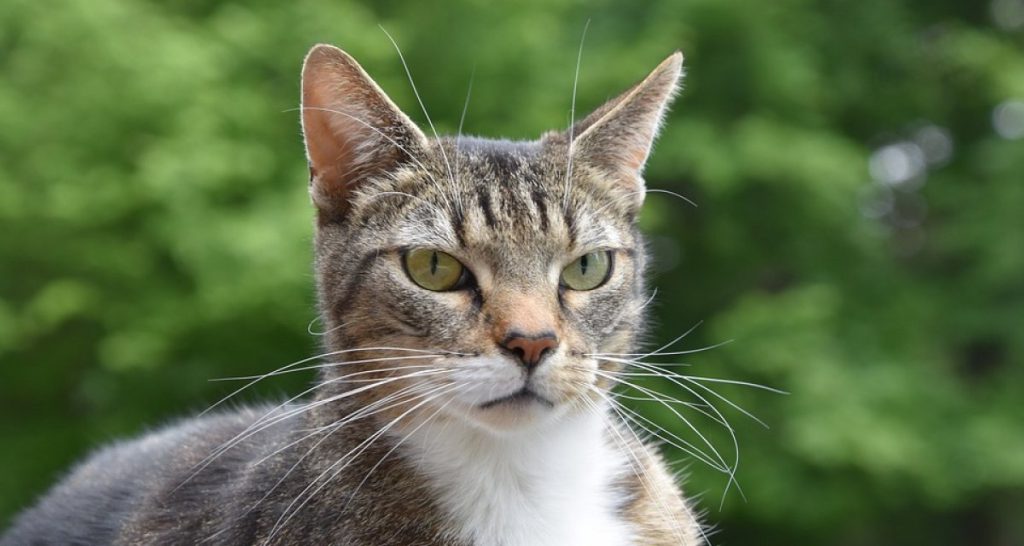 "Io gli do tutto il mio amore e lui mi maltratta", ragazza denuncia il suo gatto - Lercio