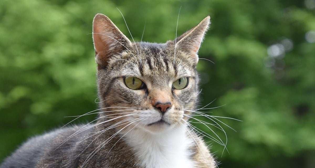 "Io gli do tutto il mio amore e lui mi maltratta", ragazza denuncia il suo gatto - Lercio
