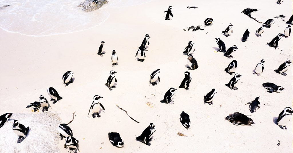 Zoologia: i pinguini non esistono, sono solo rondini grasse che non hanno voglia di migrare - Lercio