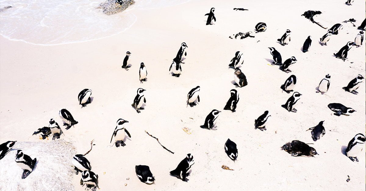 Zoologia: i pinguini non esistono, sono solo rondini grasse che non hanno voglia di migrare - Lercio
