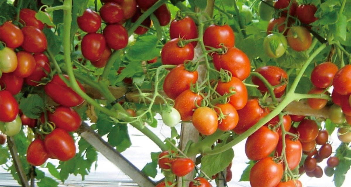 Passa 18 ore di fila a raccogliere pomodori sotto il sole. Immigrato muore di pacchia - Lercio