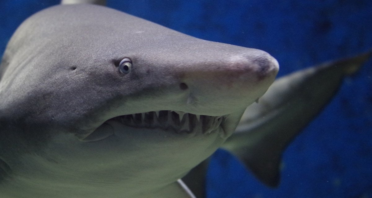 Squalo mangia il cesto della merenda di un pescatore calabrese e muore d'indigestione - Lercio