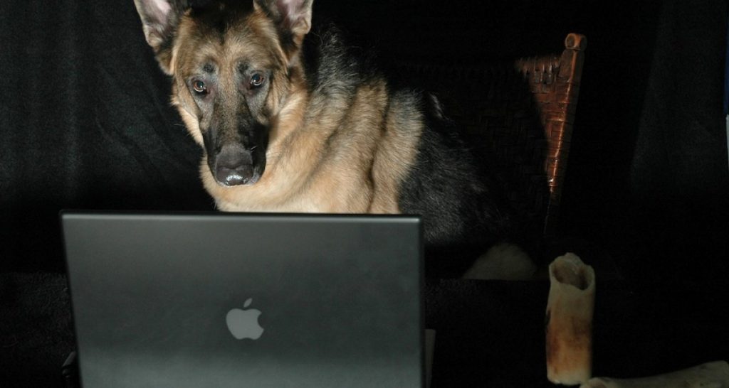 Al via l'unità cinofila della polizia postale - Lercio