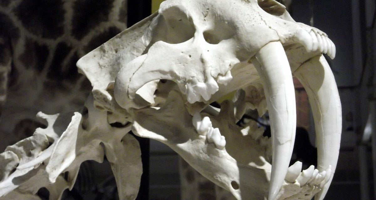 Antropologia, trovato in Africa il primo cranio intero di leghista dai denti a sciabola - Lercio