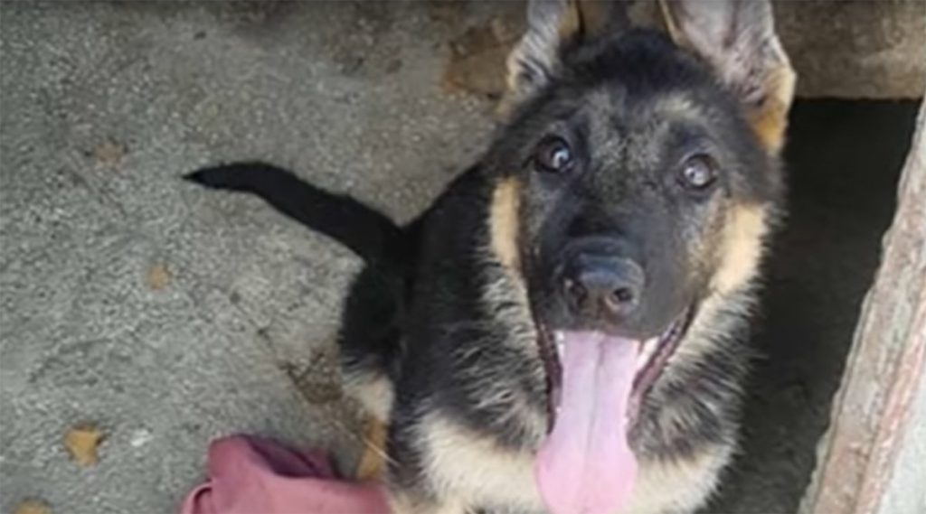 Bufera sul cane Kaos: spunta intercettazione in cui ride dei terremotati - Lercio