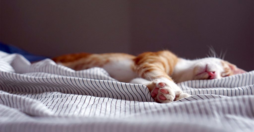 Affetto da sette mali incurabili, gatto chiede l'eutanasia - Lercio