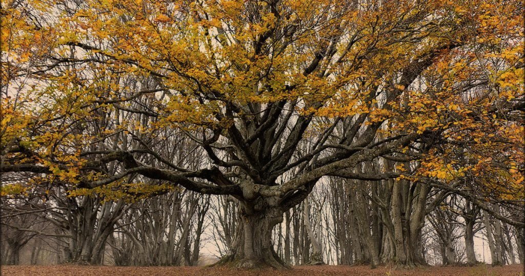 Albero vanitoso si fa ridurre i cerchi nel tronco per mentire sull'età - Lercio