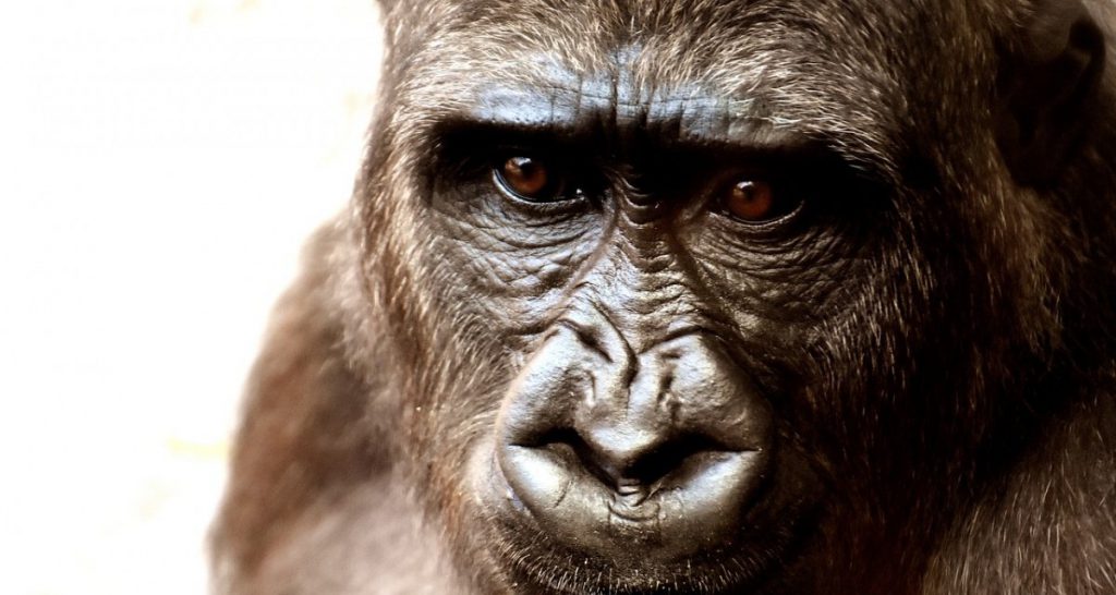 Scienziati insegnano a un gorilla il concetto di Dio e questo incomincia subito a bestemmiare - Lercio