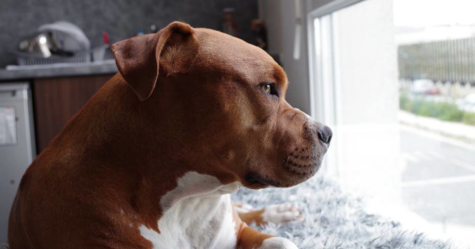 Cane azzanna il padrone che rientrava a casa e si appella al decreto sicurezza - Lercio