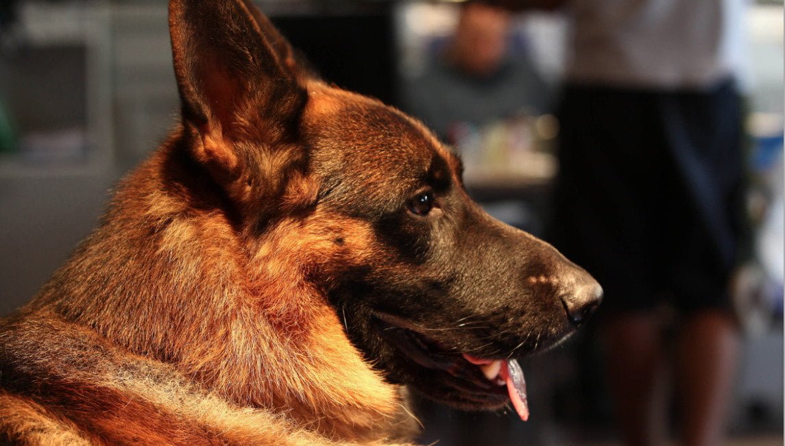 Il Commissario Rex finisce sulla strada: “Per colpa degli animalisti è impossibile lavorare in TV" - Lercio