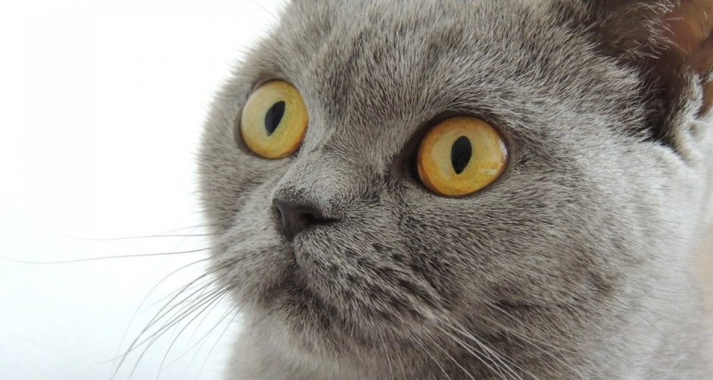 Morto Curtis, il gatto che ha commosso il web: per una rara malattia genetica aveva una sola vita - Lercio