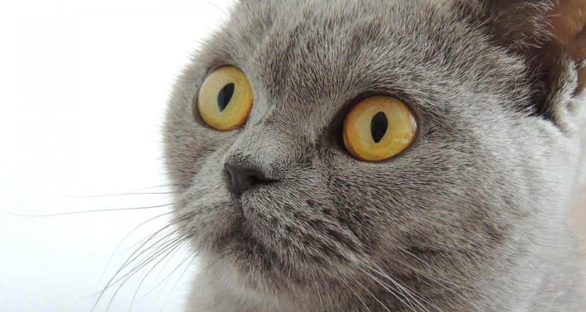 Morto Curtis, il gatto che ha commosso il web: per una rara malattia genetica aveva una sola vita - Lercio