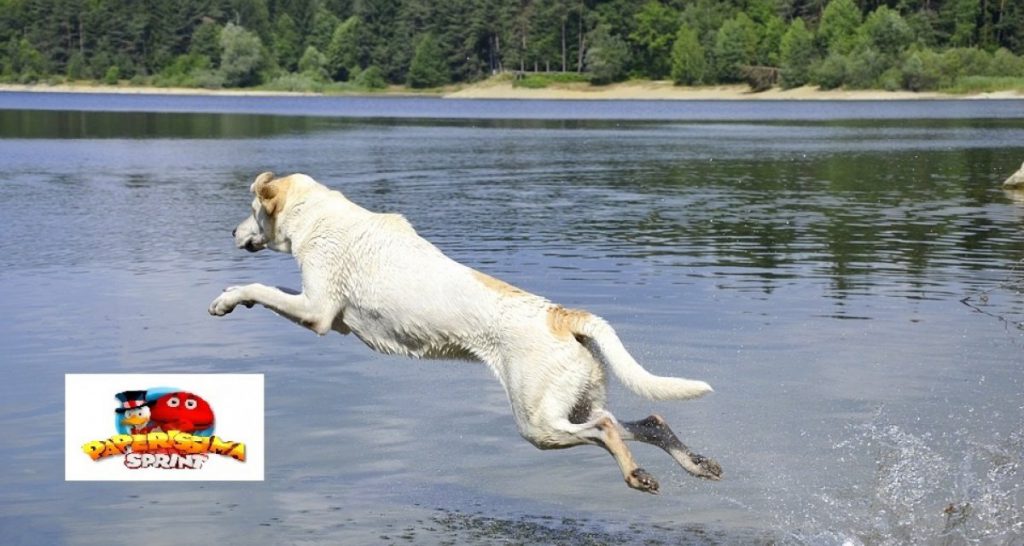 Ricerca: il 90% degli animali nei video di Paperissima Sprint sono morti - Lercio